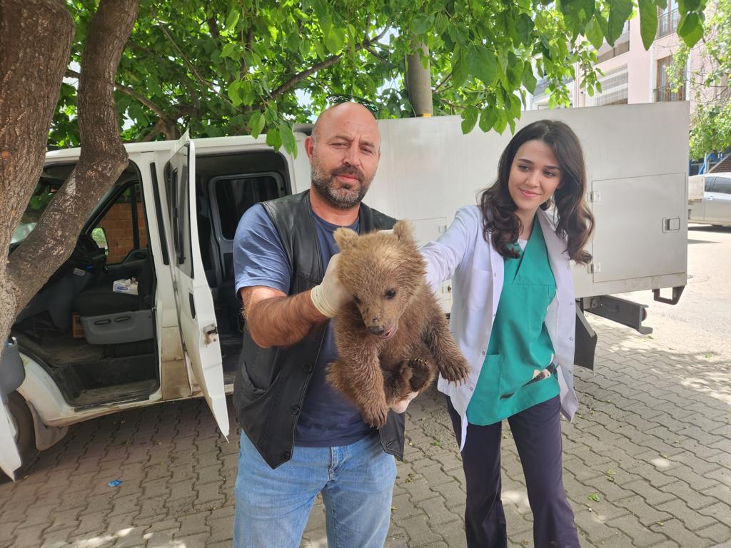 Sevimli Ayı Yavrusu Gürsu’da Bulundu